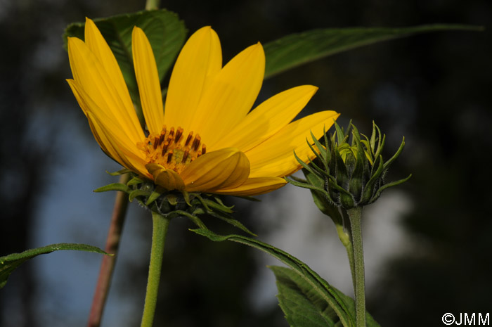 Helianthus tuberosus