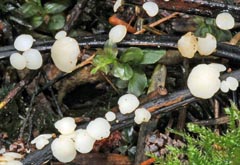 Hymenoscyphus fraxineus