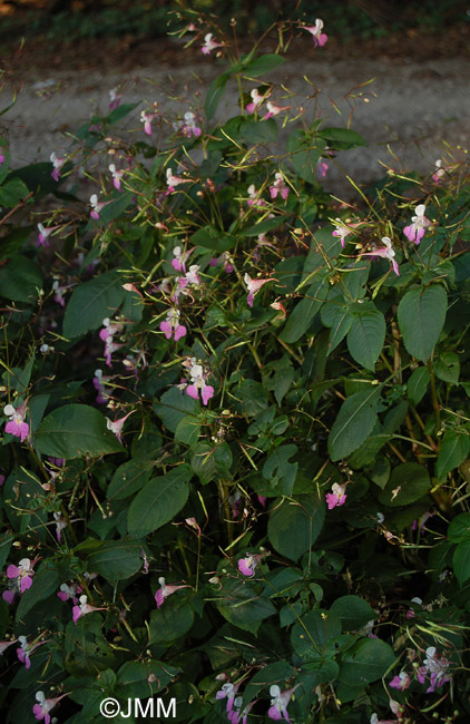 Impatiens balfouri