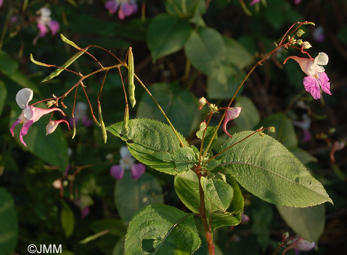 Impatiens balfouri