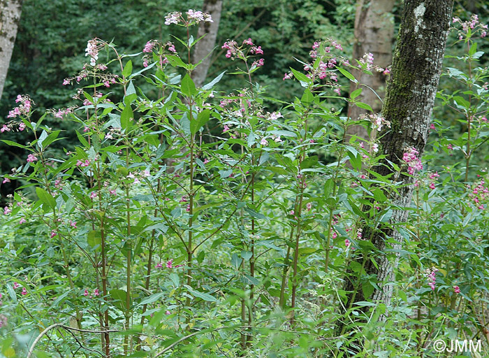 Impatiens glandulifera