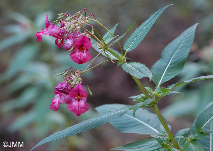 Impatiens glandulifera