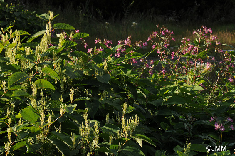 Impatiens glandulifera et Reynoutria japonica