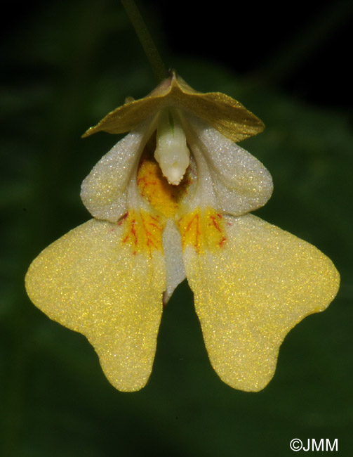 Impatiens parviflora