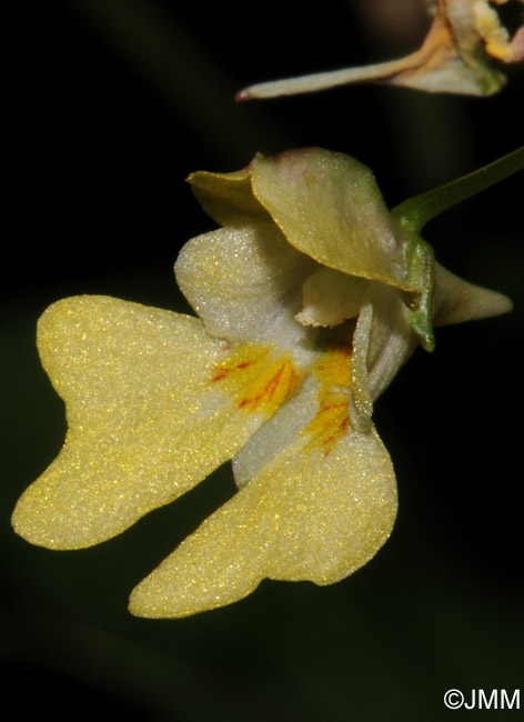 Impatiens parviflora