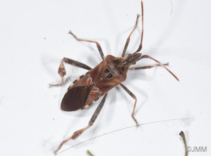 Leptoglossus occidentalis