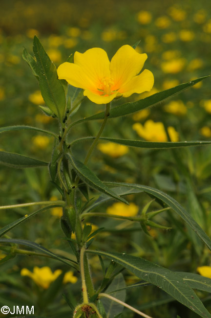 Ludwigia grandiflora subsp. hexapetala