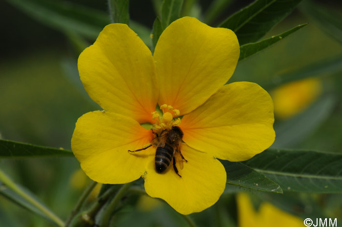 Ludwigia grandiflora subsp. hexapetala