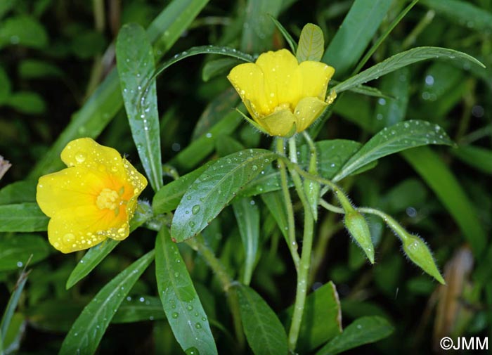 Ludwigia grandiflora subsp. hexapetala