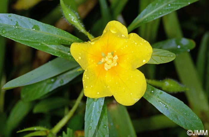 Ludwigia grandiflora subsp. hexapetala