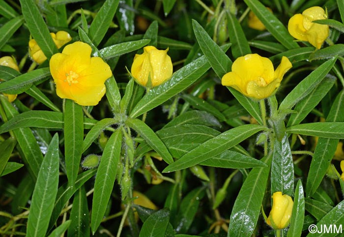 Ludwigia grandiflora subsp. hexapetala