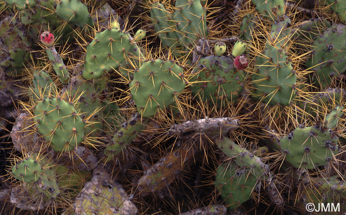 Opuntia dillenii