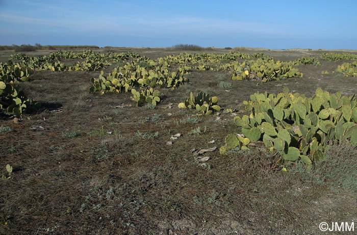 Opuntia ficus-indica