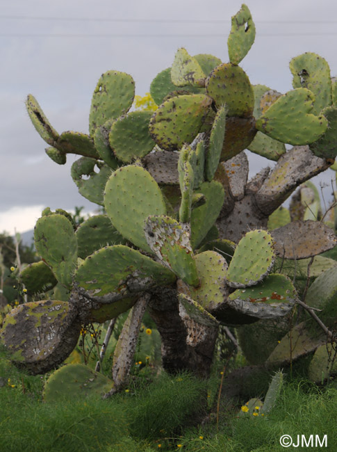 Opuntia ficus-indica