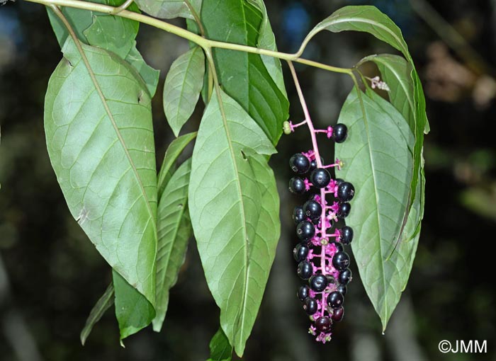 Phytolacca americana