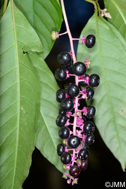 Phytolacca americana