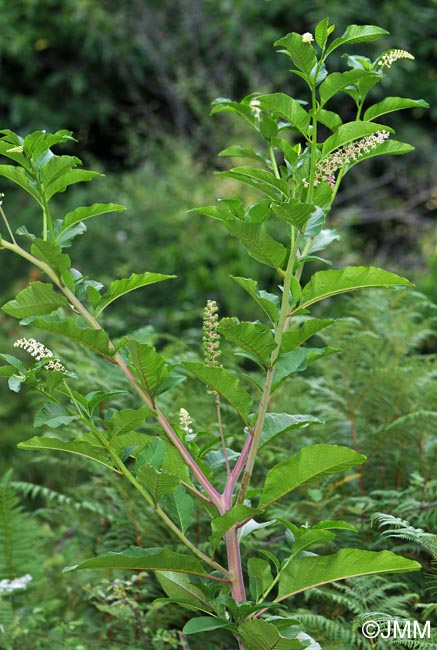 Phytolacca americana