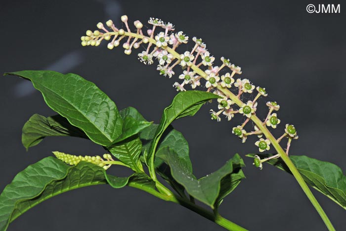 Phytolacca americana