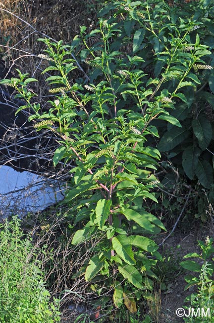 Phytolacca americana