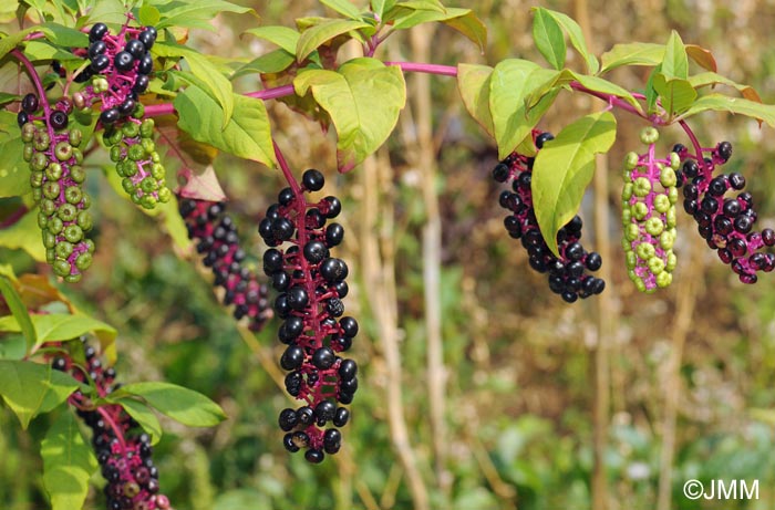 Phytolacca americana