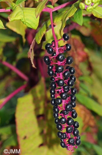 Phytolacca americana