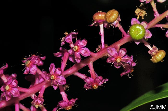 Phytolacca americana