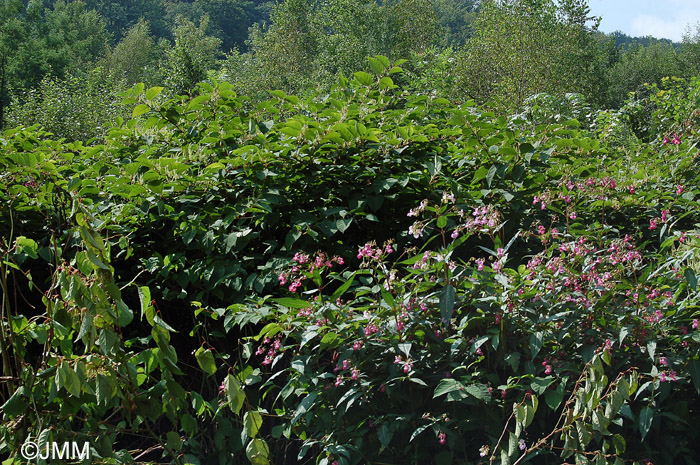 Impatiens glandulifera et Reynoutria japonica