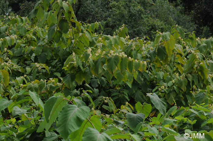 Reynoutria sachalinensis