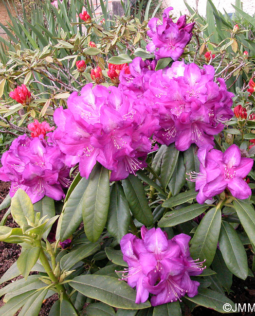 Rhododendron ponticum