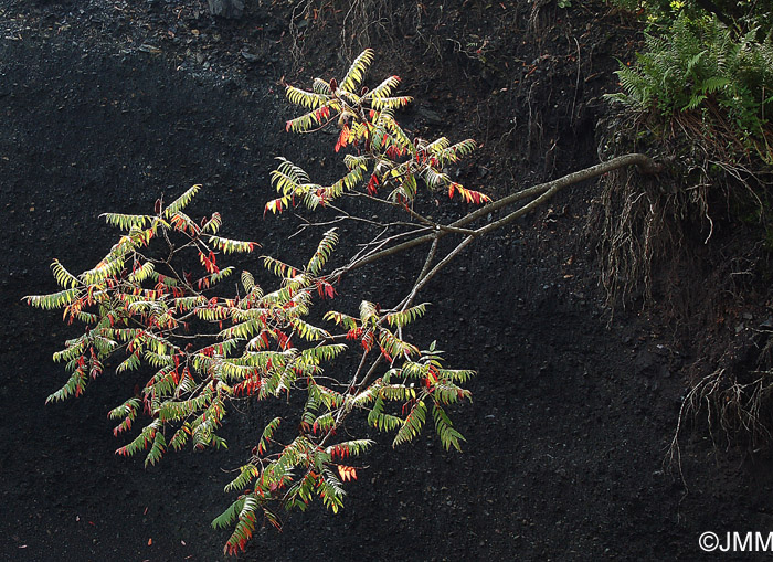 Rhus typhina