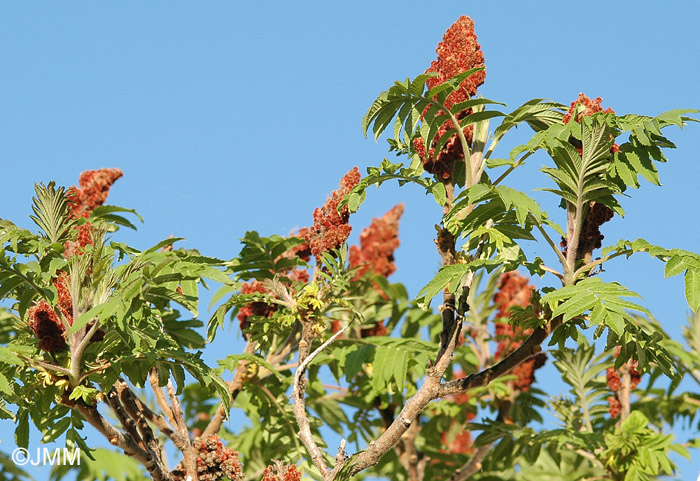 Rhus typhina