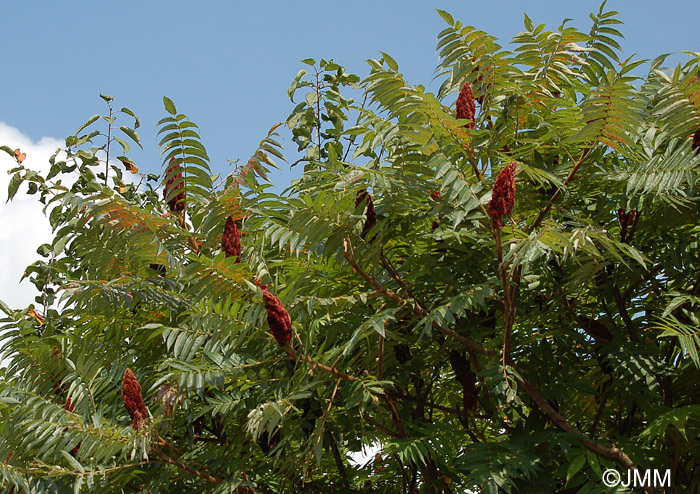 Rhus typhina