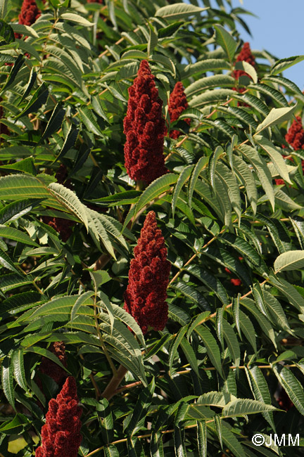 Rhus typhina