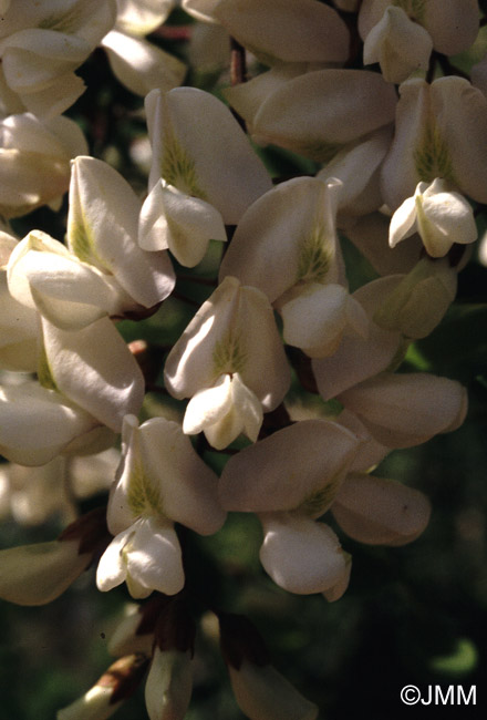 Robinia pseudoacacia