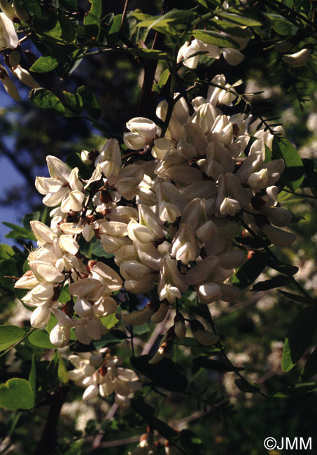 Robinia pseudoacacia