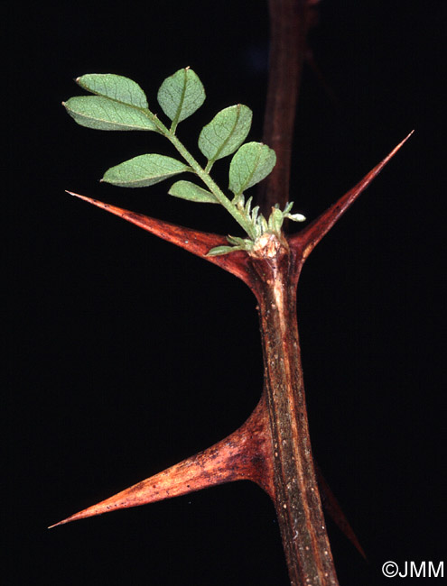 Robinia pseudoacacia