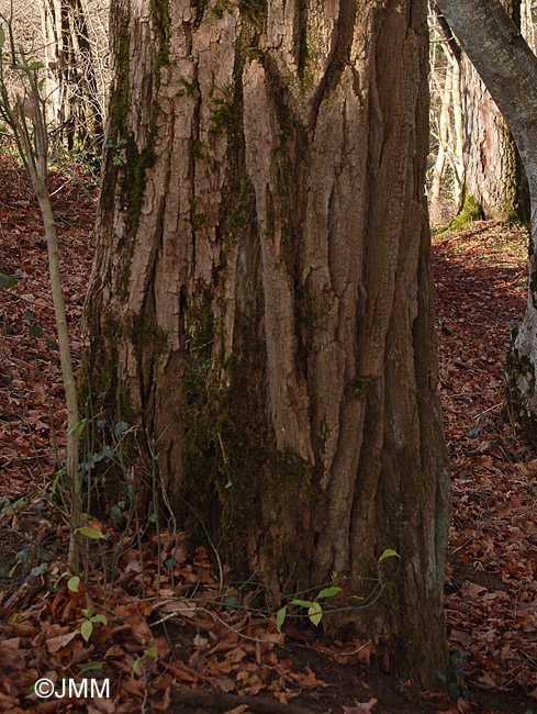 Robinia pseudoacacia