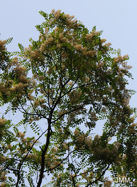 Robinia pseudoacacia