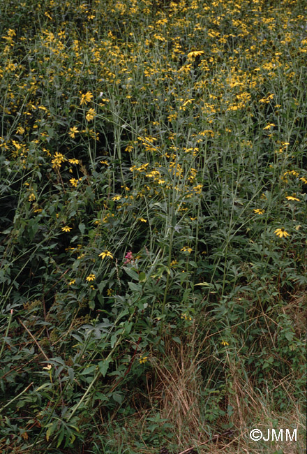 Rudbeckia laciniata