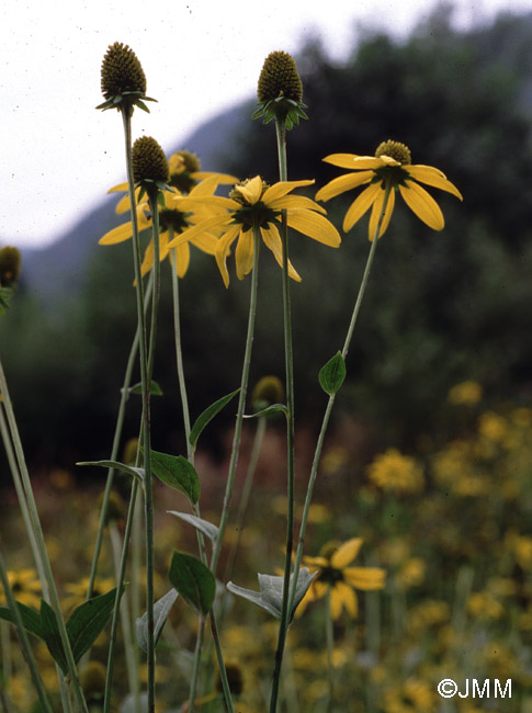 Rudbeckia laciniata