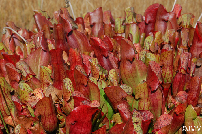 Sarracenia purpurea