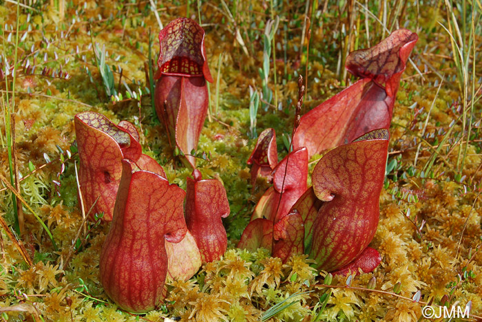 Sarracenia purpurea