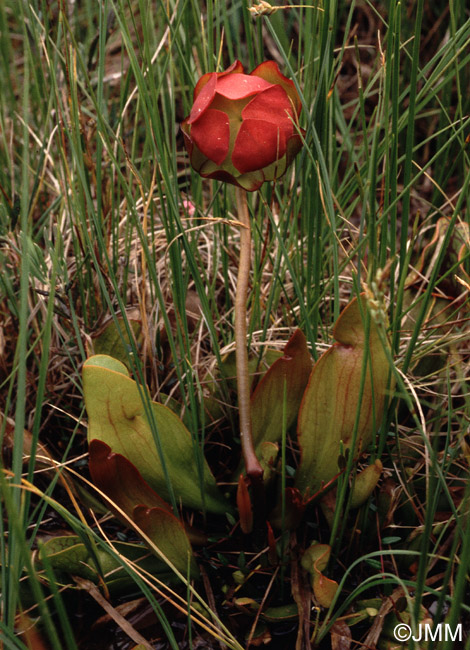 Sarracenia purpurea