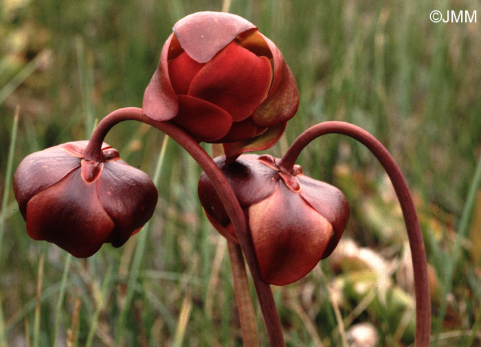 Sarracenia purpurea