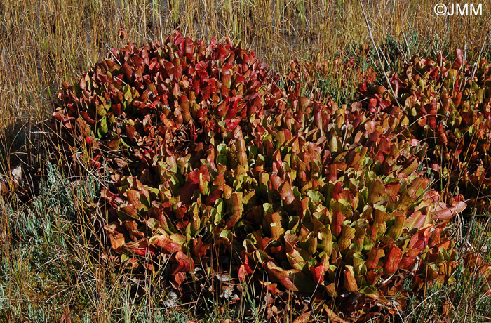 Sarracenia purpurea & Andromeda polifolia