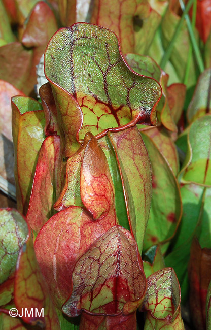 Sarracenia purpurea