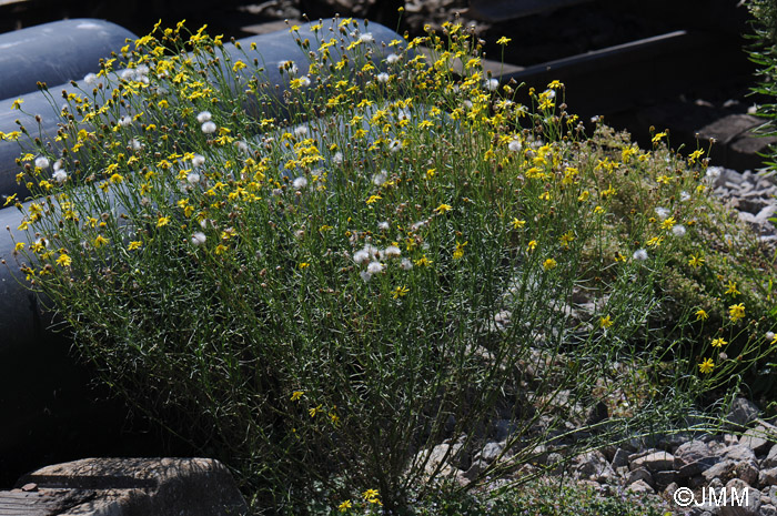 Senecio inaequidens