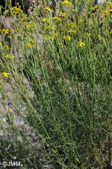 Senecio inaequidens