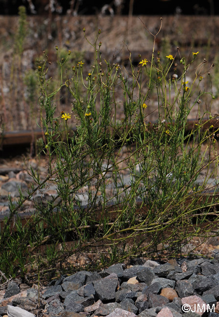 Senecio inaequidens