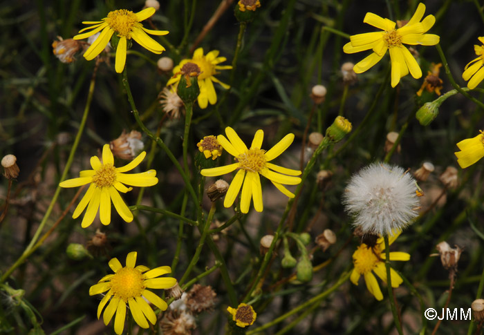 Senecio inaequidens